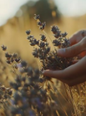 Manos sosteniendo flores de lavanda al sol cálido